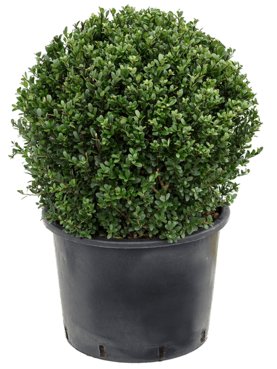 Ilex crenata \'Dark Green\' Bol (50)