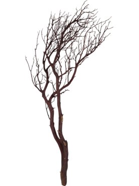 Decowood Manzanita bruin