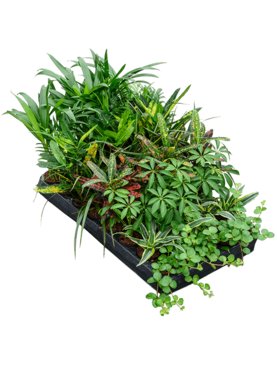 Hydro mix 40/tray Assortiment