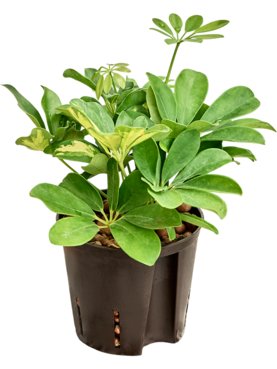Schefflera arboricola \'Gold Capella\' 2pp