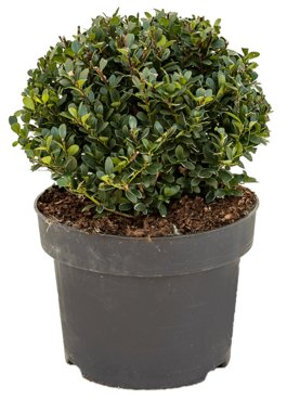 Ilex crenata \'Dark Green\' Bol (25)