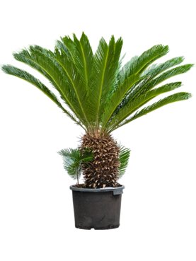 Cycas revoluta Stam (40)