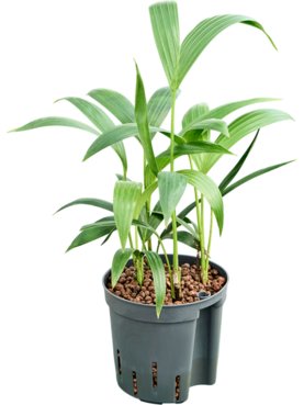 Kentia (Howea) forsteriana Toef