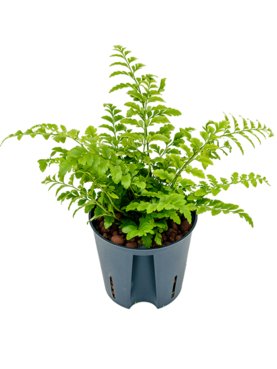 Asplenium dimorphum \'Parvati\'