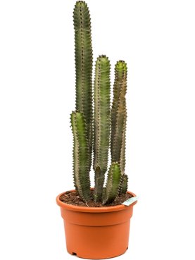 Euphorbia canariensis Toef