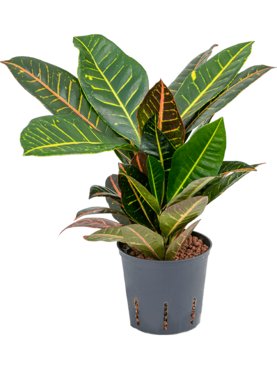 Croton (Codiaeum) variegatum \'Petra\' 2pp