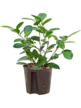 Ficus microcarpa \'Moclame\' Toef