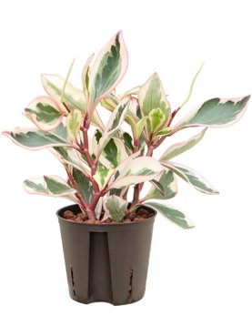 Peperomia clusiifolia \'Jellie\'