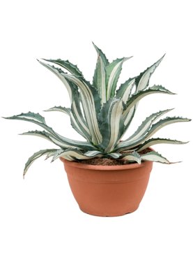 Agave americana mediopicta \'Alba\' Groen/grijs