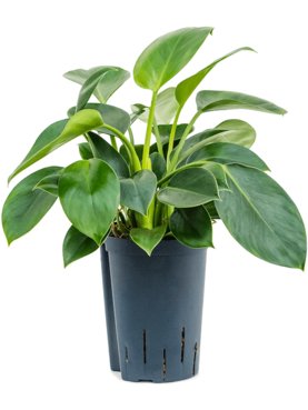Philodendron \'Green Princess\'