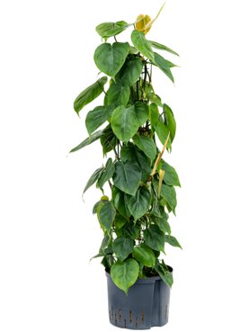 Philodendron scandens Draadzuil 110