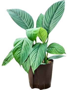 Spathiphyllum \'Sensation\' Toef