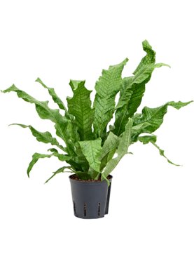 Microsorum \'crocodyllus\'