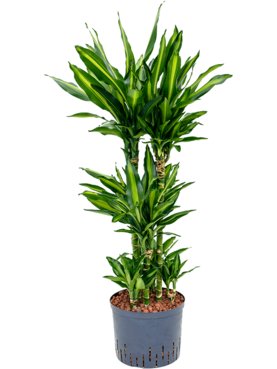 Dracaena fragrans \'Cintho 60-Carrousel