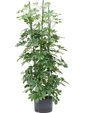 Schefflera arboricola Compacta 6pp