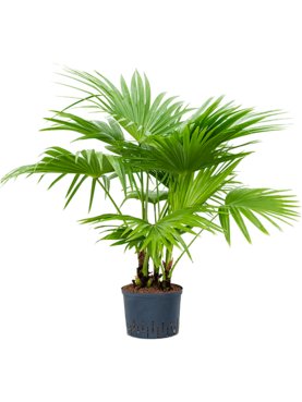 Livistona chinensis Multi stam