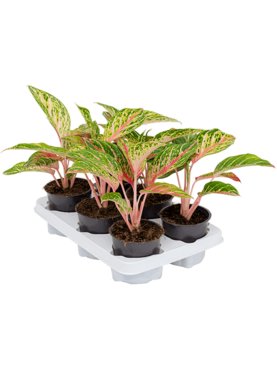 Aglaonema \'Coco Melon\' 6/tray Toef