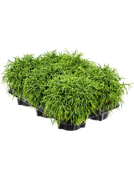 Rhipsalis baccifera \'Oasis\' 6/tray