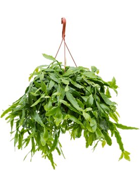 Rhipsalis crispata Hanger