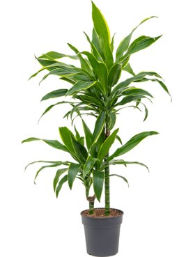 Dracaena fragrans \'Arturo\' 45-15