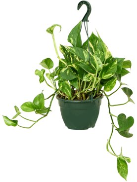 Scindapsus (Epipremnum) \'Aureum\' Hanger