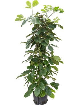 Tetrastigma voinierianum Draadzuil 150