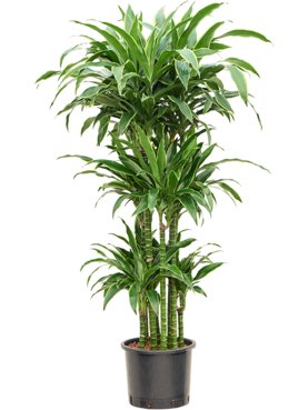 Dracaena fragrans \'Arturo\' 90-Carrousel
