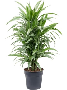 Dracaena deremensis \'Warneckei\' Vertakt-multi