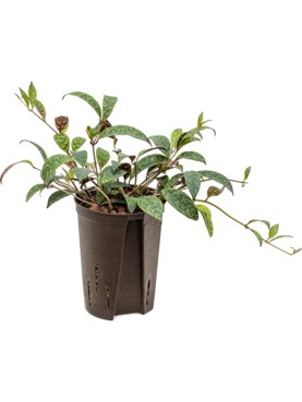 Aeschynanthus marmoratus Hanger