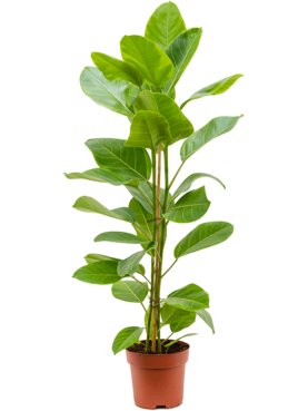Ficus altissima \'Yellow Gem\' Toef