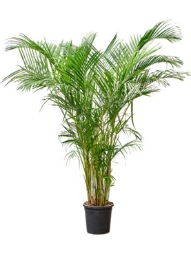 Dypsis (Areca) lutescens Toef