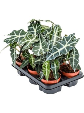 Alocasia \'Polly\' 6/tray Bush