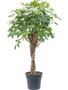 Schefflera arboricola \'Compacta\' Stam twist