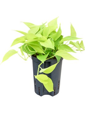 Scindapsus (Epipremnum) \'Golden pothos\' Hanger