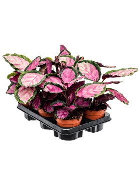 Calathea silvia 6/tray