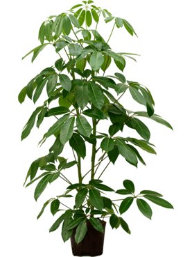 Schefflera actinophylla \'Amate\' 2pp (150-170)