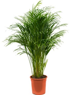 Dypsis (Areca) lutescens Toef