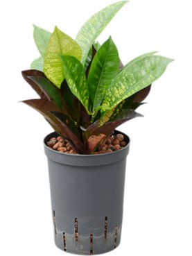 Croton (Codiaeum) variegatum \'Mrs. Iceton\' 2pp
