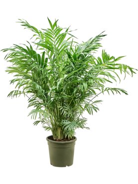 Chamaedorea elegans Bush