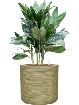 Chamaedorea metallica in Baq Dune Hydrocultuur