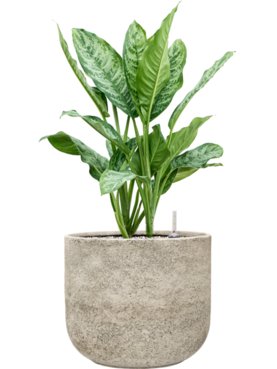 Aglaonema \'Chantal\' in Mont Blanc Grond (Vulkastrat)