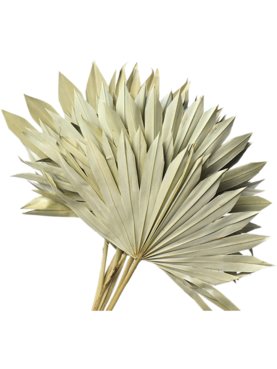 Decowood Sun Speer (40-50cm)