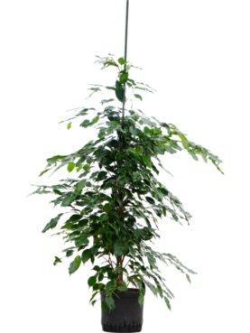 Ficus benjamina \'Exotica\' Toef