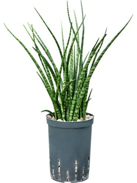 Sansevieria kirkii \'Fernwood\' Toef (Bims)