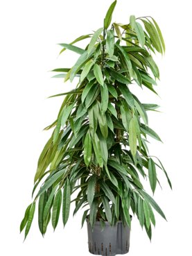 Ficus binnendijkii \'Amstel King\' 2pp
