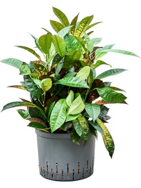 Croton (Codiaeum) variegatum \'Mrs. Iceton\' Bush