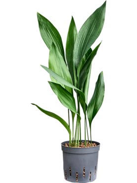 Aspidistra elatior Toef