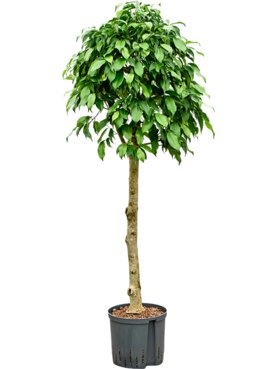 Ficus benjamina \'Columnar\' Stam