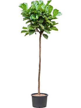 Ficus lyrata Stam
