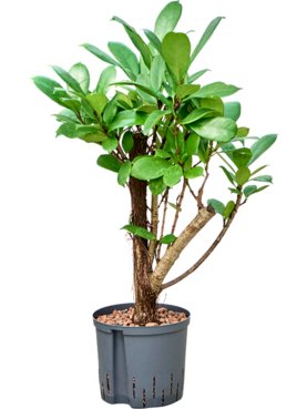 Ficus cyathistipula Vertakt